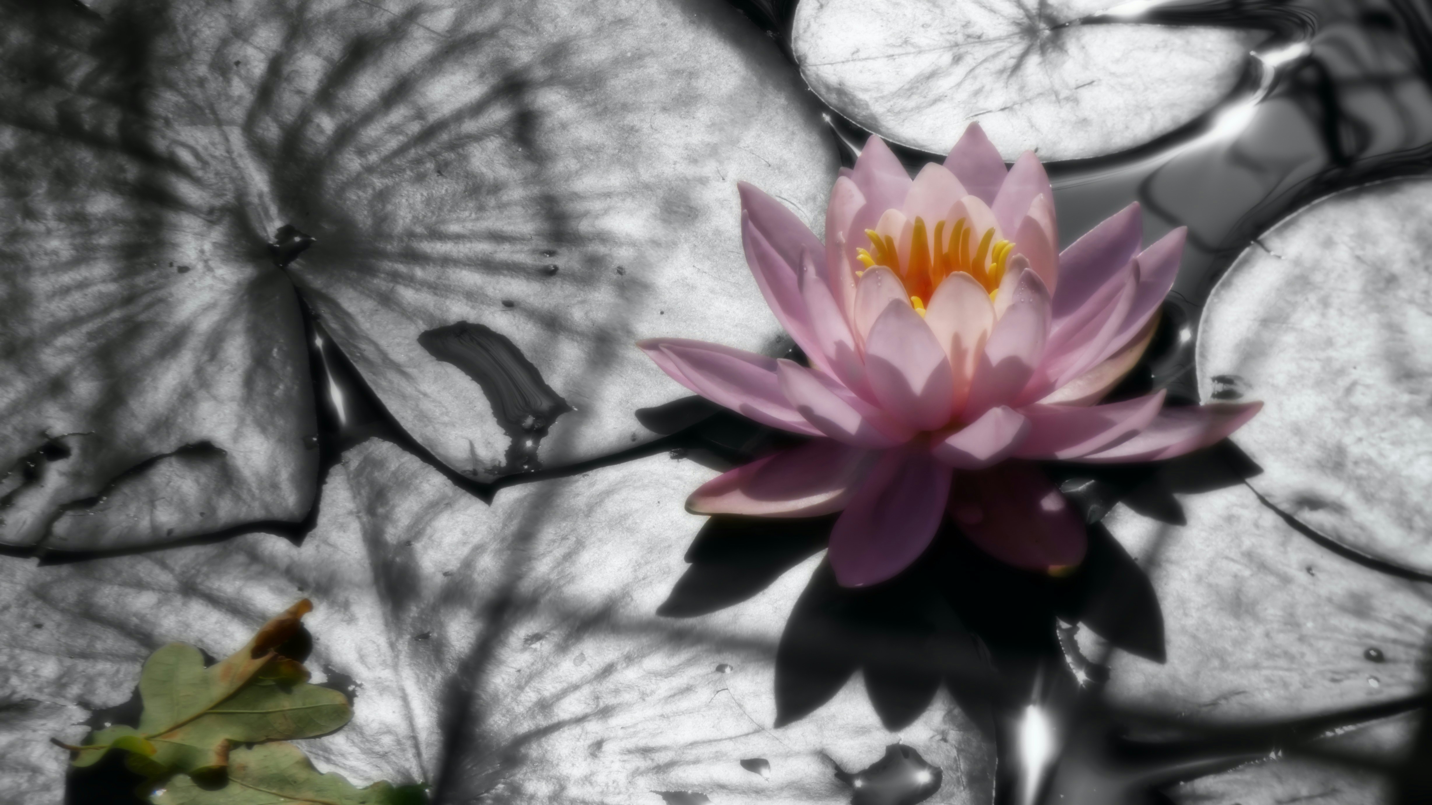 Blooming lotus flower
